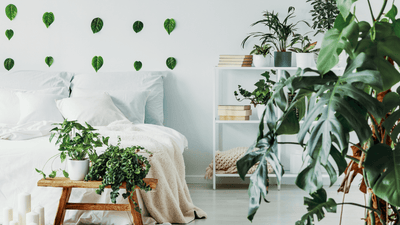 Zweisamkeit Zuhause - wie ihr eure gemeinsame Wohnung mit Zimmerpflanzen dekoriert